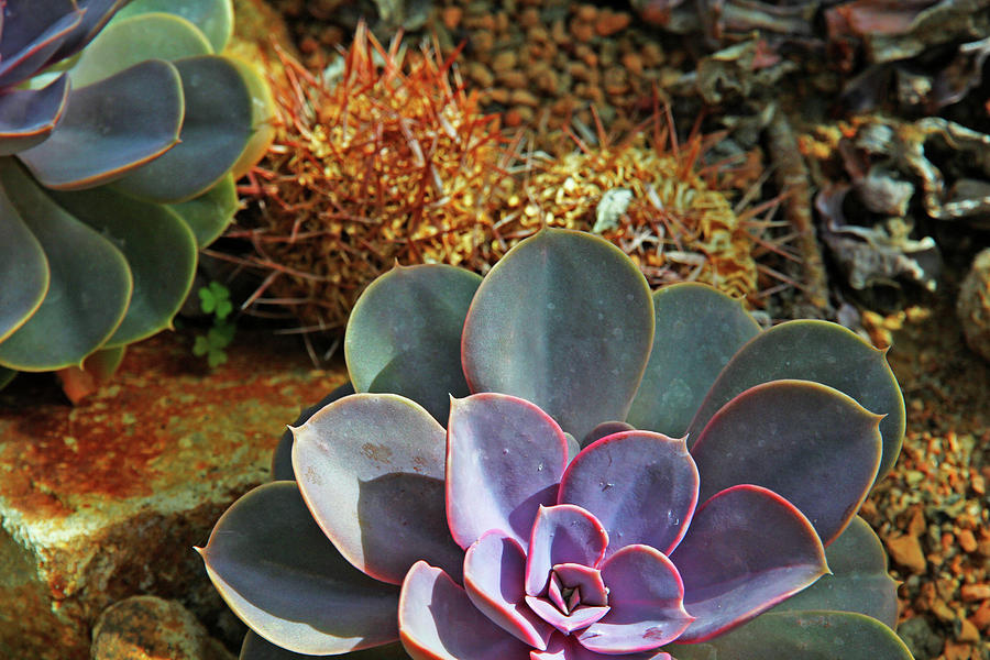 Purplish and Green Succulents Orange and Brown Cactus Background 2 10232017 Colorado  Photograph by David Frederick