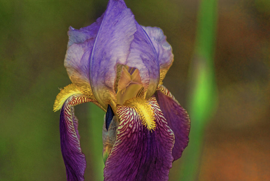 Flower Photograph - Purplish Iris by Rick Friedle