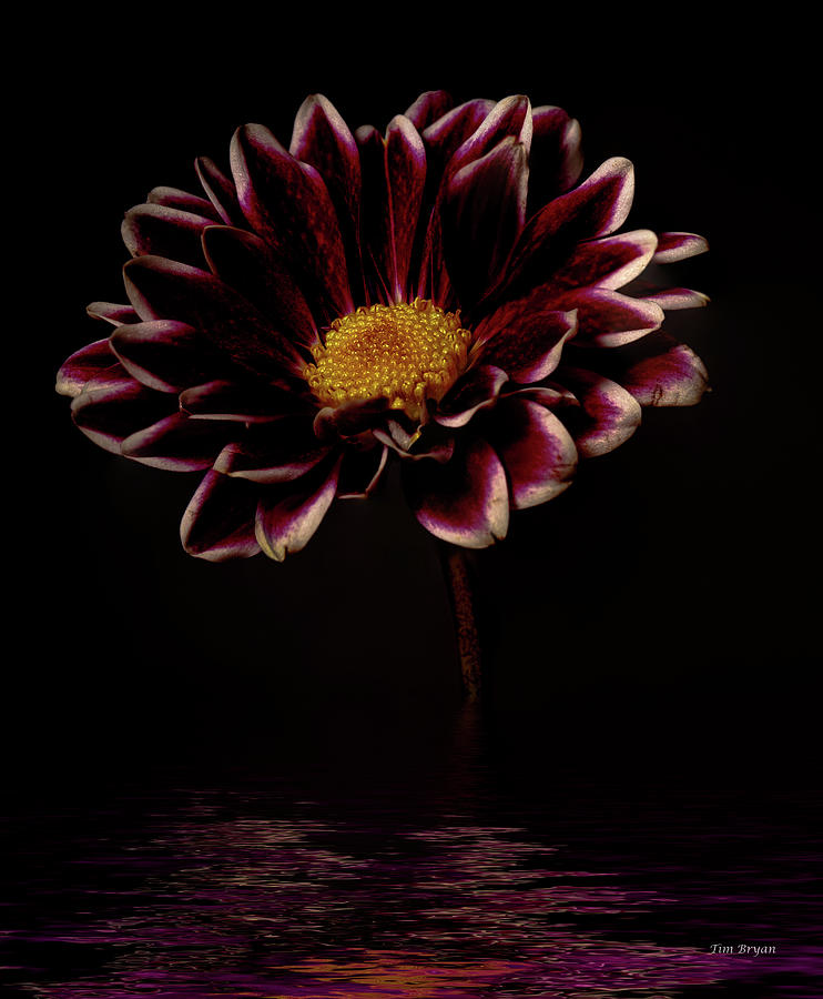 Flowers Still Life Photograph - Purpura Del Ora  by Tim Bryan