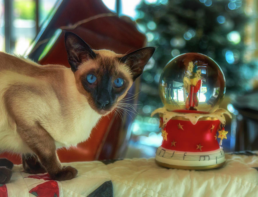 Purr-fect Christmas Photograph by Jade Moon