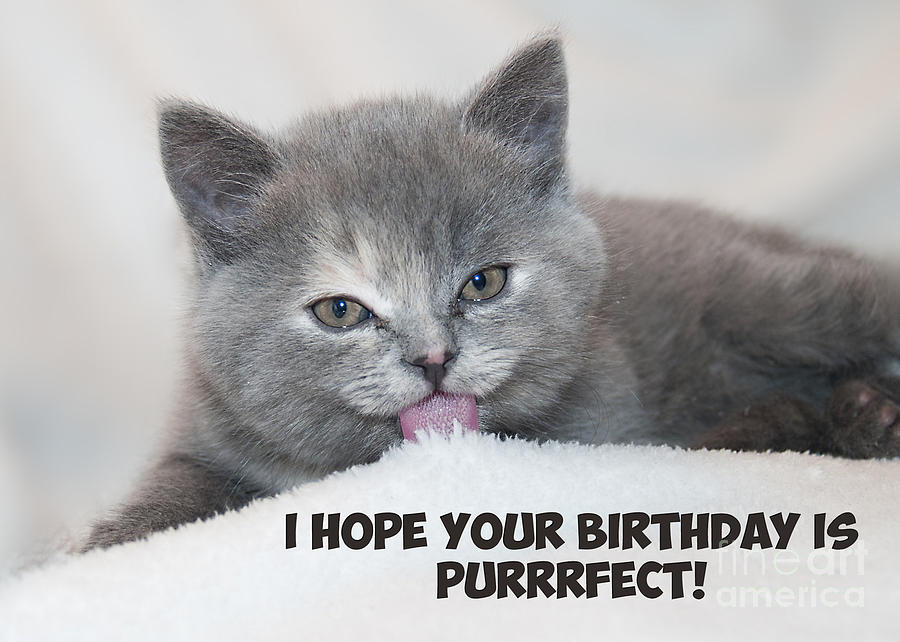 Purrfect Birthday Cat Digital Art by JH Designs - Fine Art America