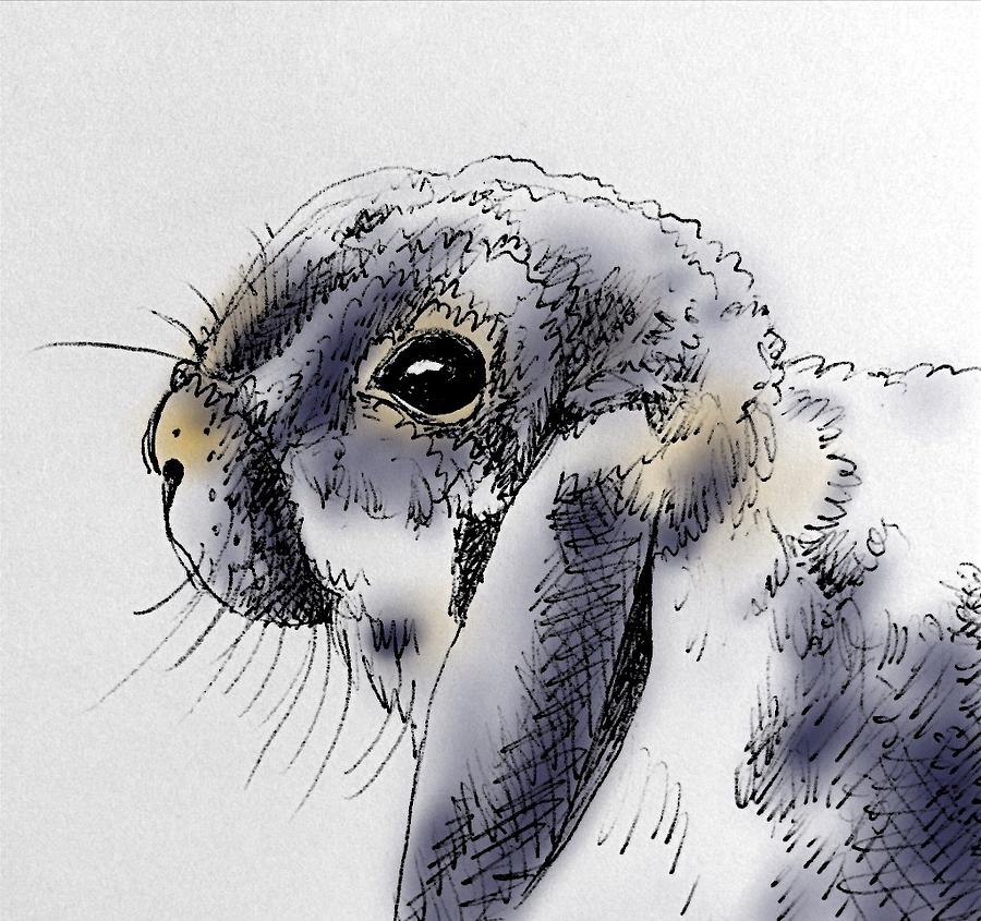 Purrfect Bunny Drawing