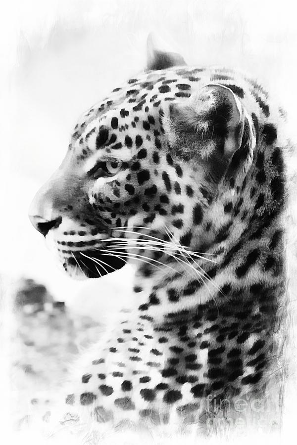 Leopard Photograph - Purrfect by Clare Bevan
