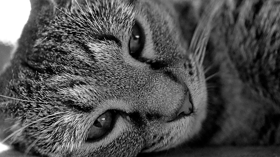 Purrfect Thoughts Photograph by David G Paul