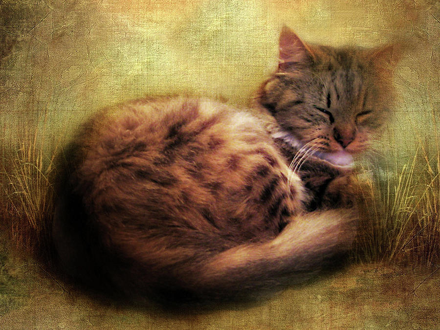 Nature Photograph - Purrfectly Content by Jessica Jenney