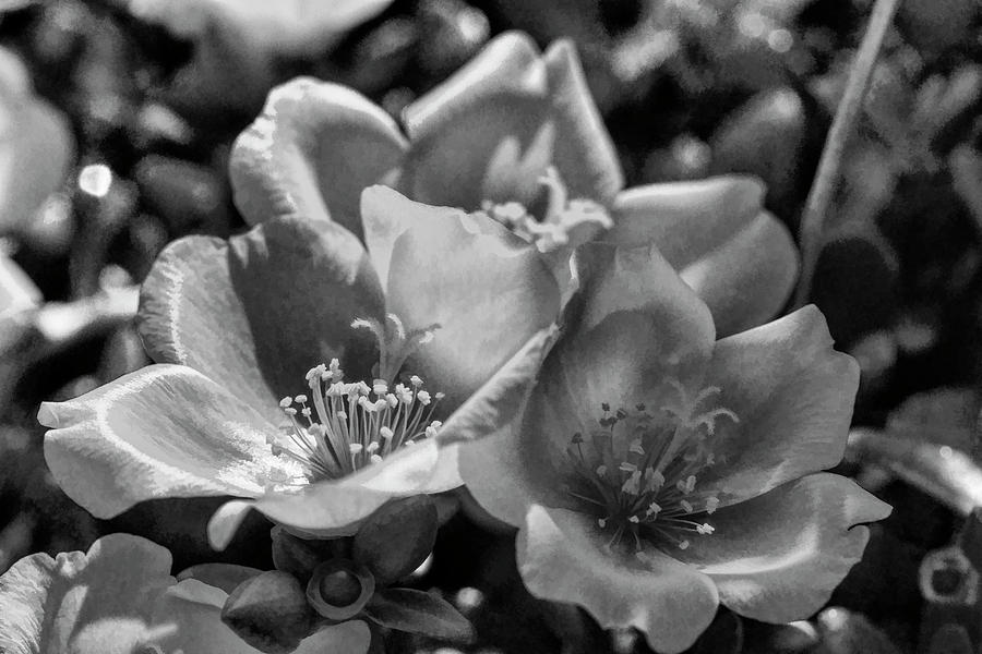 Purslane in Black And White  Photograph by Kathy Clark