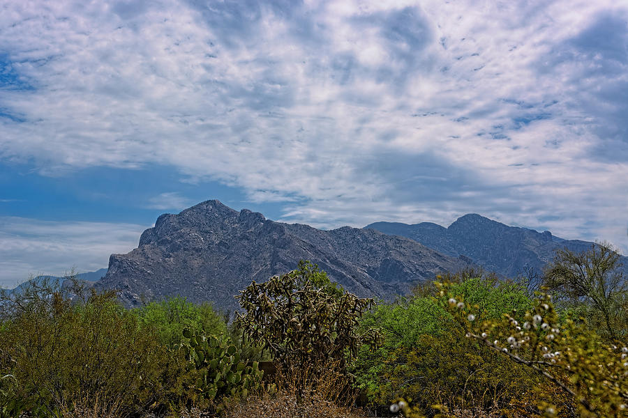 Mountain Photograph - Pusch Ridge Morning h26 by Mark Myhaver
