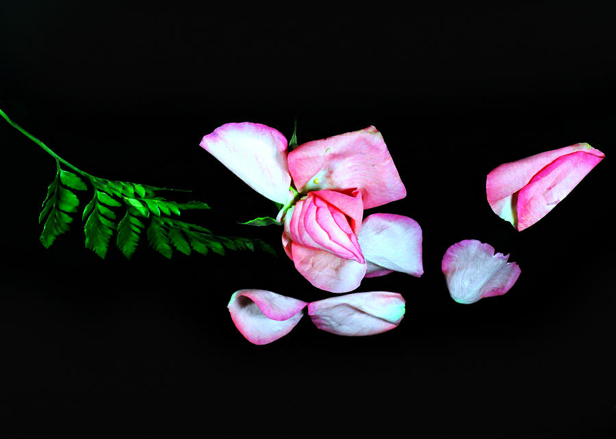 Pushing Petals Photograph by Diana Angstadt