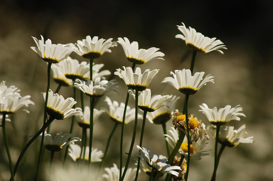 Pushing Up Daisies Photograph by Donna Blackhall