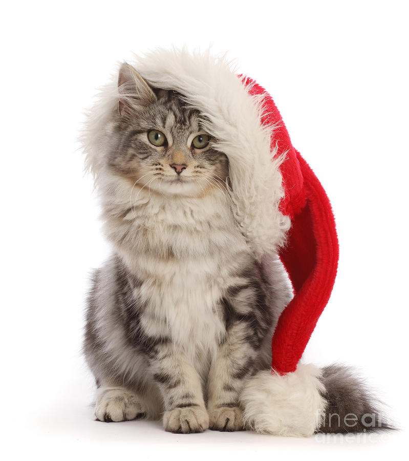 Puss in Santa hat Photograph by Warren Photographic