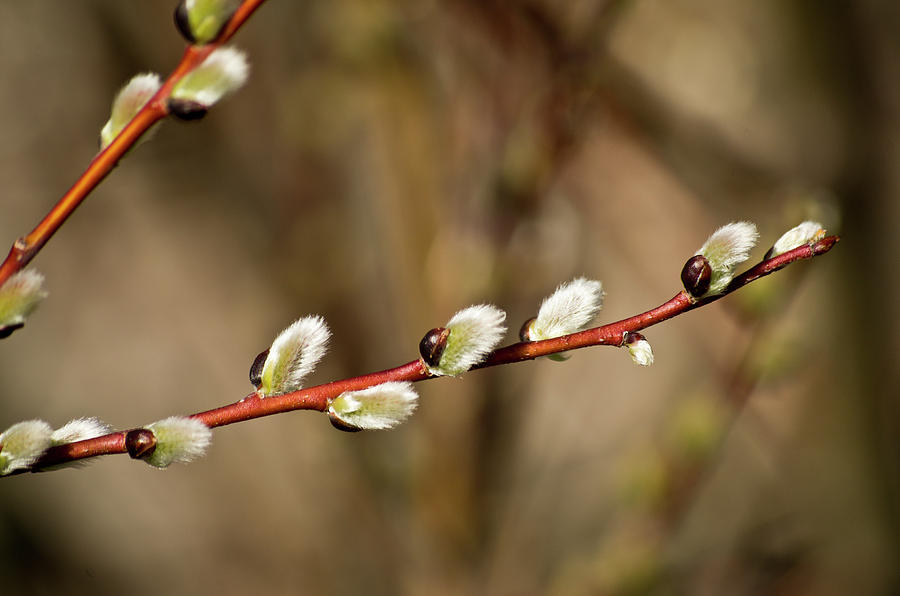 Pussey Willow Branch In Bloom Photograph