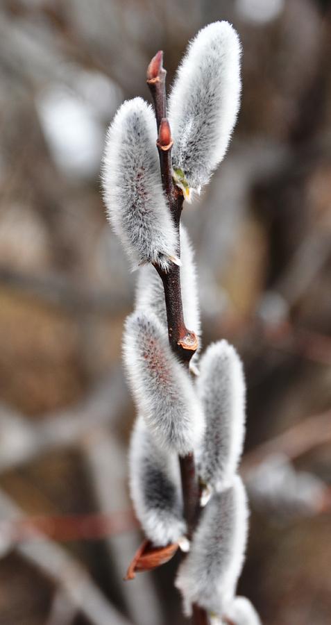 Flowers Still Life Photograph - Pussy Willow 1 by Rich Bodane