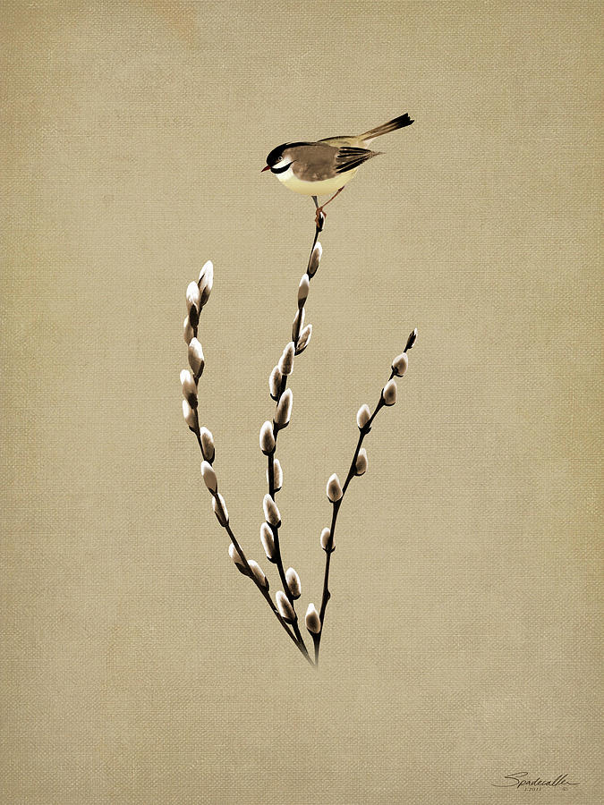 Pussy Willow And Chickadee Digital Art by M Spadecaller