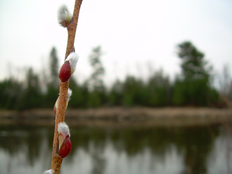 Pussy Willow Buds Photograph by Kent Lorentzen