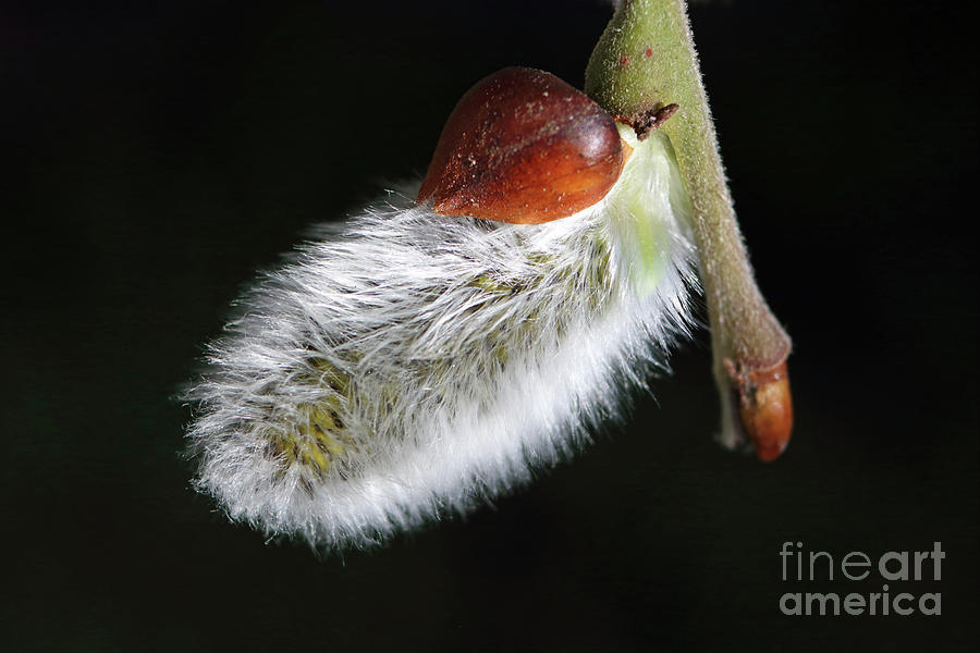 Pussy Willow Catkin Photograph by Julia Gavin