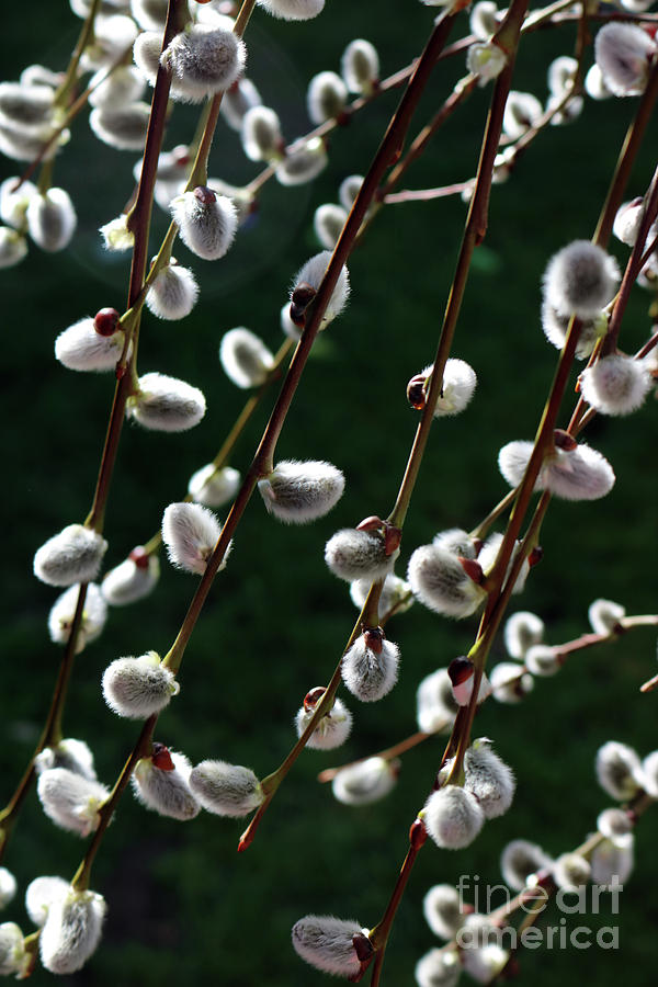 Pussy willow catkins 1 Photograph by Julia Gavin