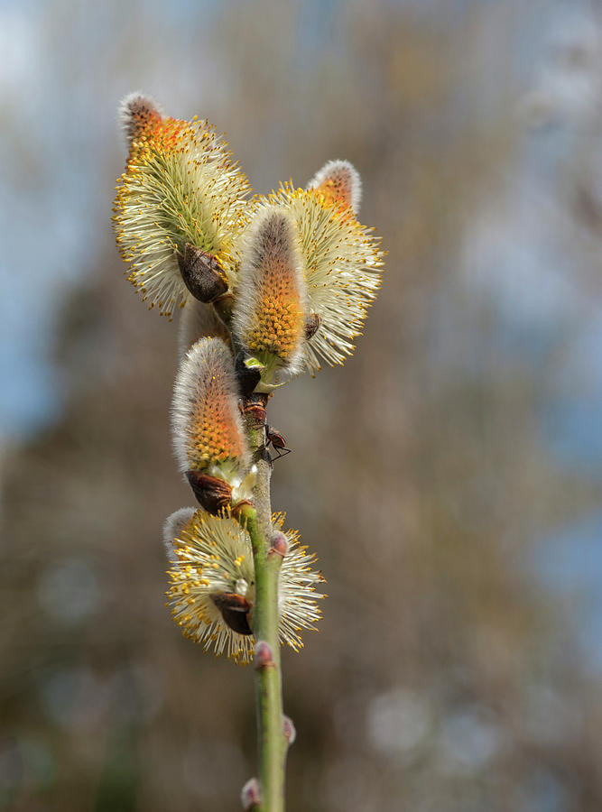 Reno Photograph - Pussy Willow catkins 1 by Rick Mosher