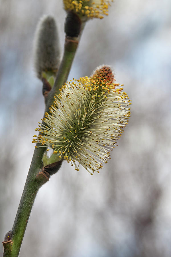 Reno Photograph - Pussy willow catkins 2 by Rick Mosher