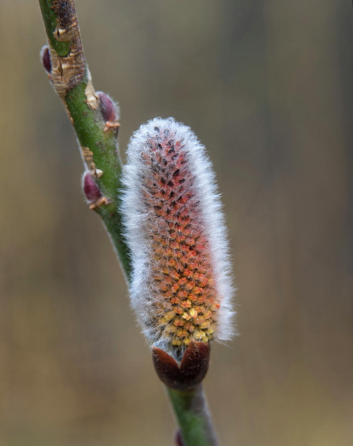 Pussy willow catkins 3 Photograph by Rick Mosher