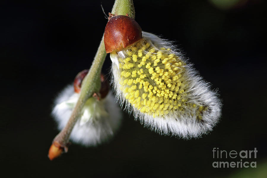 Pussy willow catkins Photograph by Julia Gavin