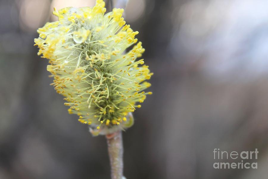 Pussy Willow In Spring Photograph