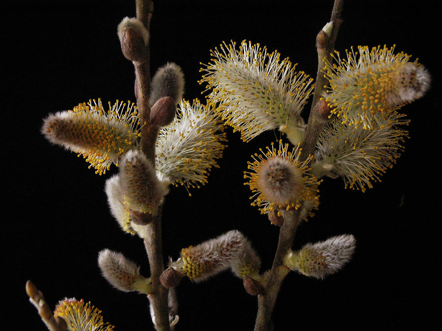 Pussy Willow Photograph by Nancy Griswold