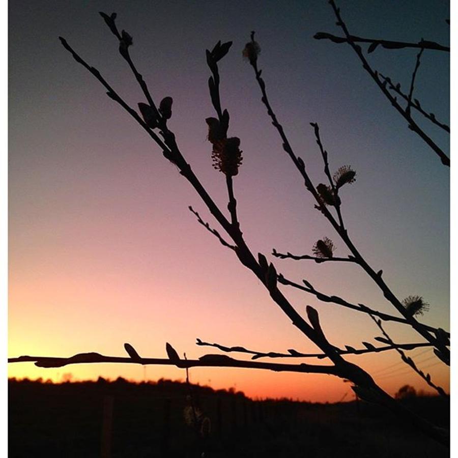 Sunset Photograph - Pussy Willow 
#sunset 
#landscape by Jennie Davies