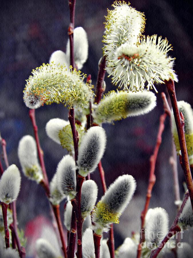Flower Photograph - Pussy Willow Spring  by Sarah Loft