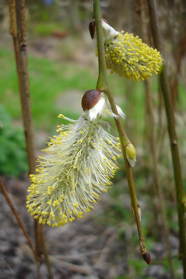 Pussy willow  Photograph by Susan Baker