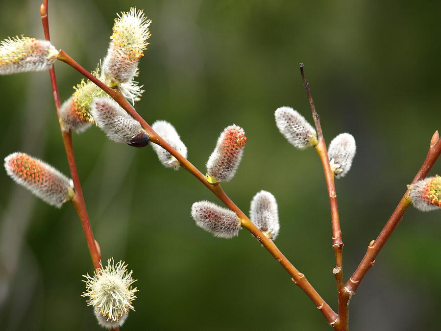 Pussy Willows In Spring Photograph by DeeLon Merritt