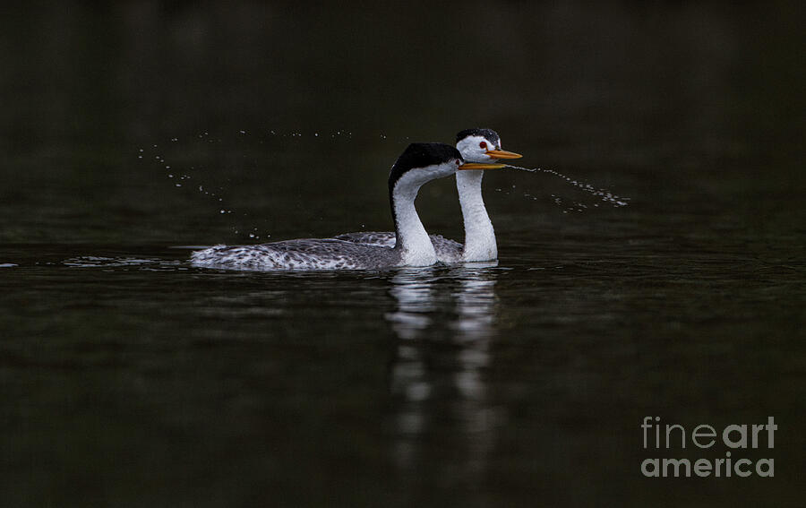 Put a ring on it Grebe Photograph by Ruth Jolly