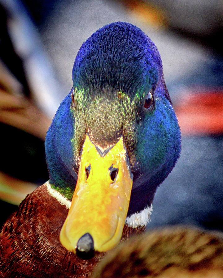 Duck Photograph - Put It On My Bill, Says Mr. Duck by Bill Swartwout