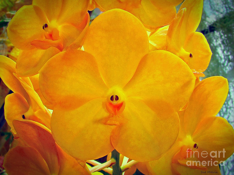 Orchid Photograph - Put on a Happy Face Yellow Orchids by Sue Melvin