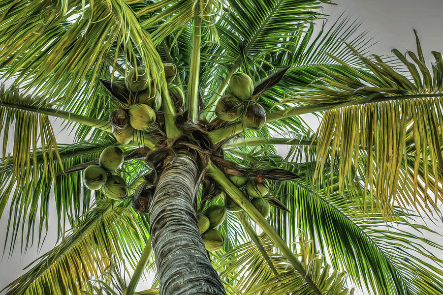 Put the Lime In the Coconut Photograph by Donna Kennedy