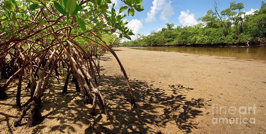 Putting Down Roots - Mangrove Coast in South Florida Photograph by Matt Tilghman