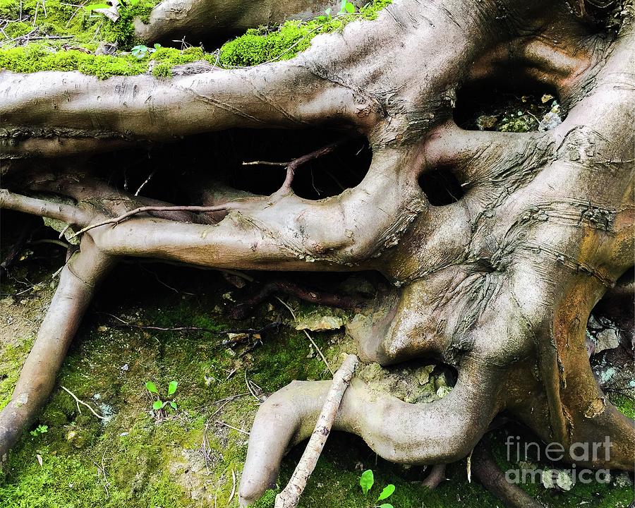 Nature Photograph - Putting Down Roots. Photo by Mary Bassett by Esoterica Art Agency