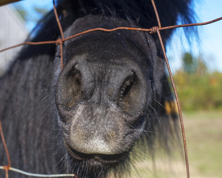 Putting its nose in your business Black Pony Photograph by Toby McGuire