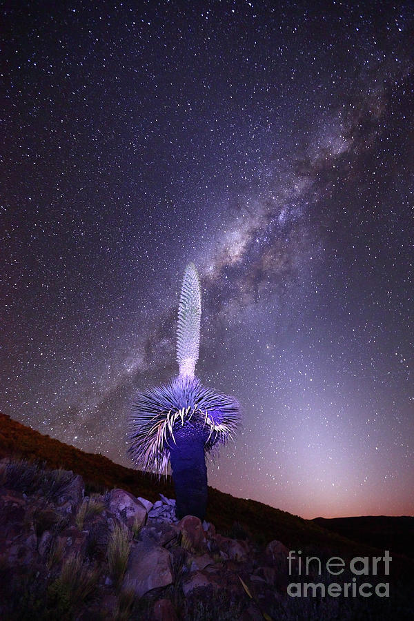 Puya Raimondii Milky Way and Zodiacal Light 1 Photograph by James Brunker