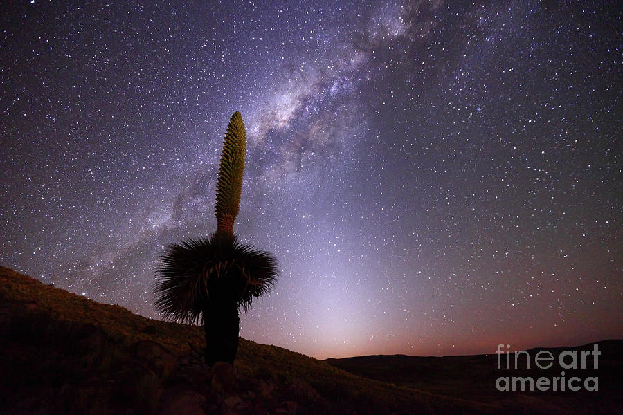 Puya Raimondii Milky Way and Zodiacal Light 2 Photograph by James Brunker