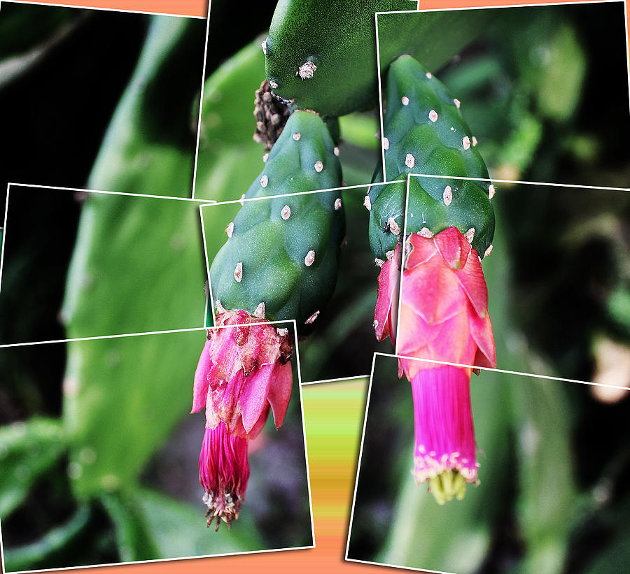 Puzzled Cactus Photograph by Audrey Robillard
