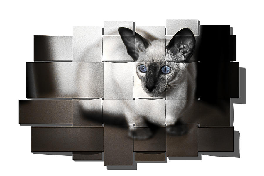 Puzzled Kitty Photograph by Reynaldo Williams