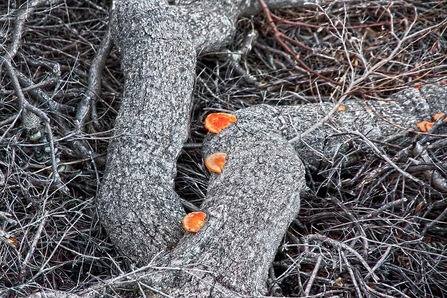 Fungus Photograph - Pycnoporus Coccineus by Miroslava Jurcik