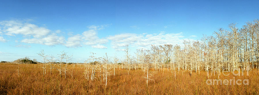 Pygmy Cypress in the Everglades national Park Photograph by John Harmon