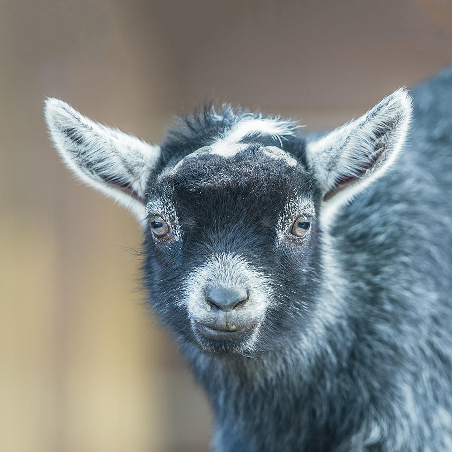 Pygmy Goat Kid Headshot Portrait Photograph by William Bitman