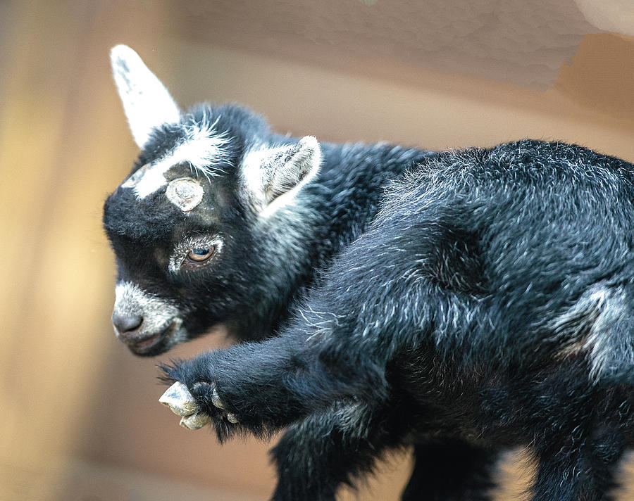 Pygmy Goat Kid Looking At His Hoof Photograph by William Bitman