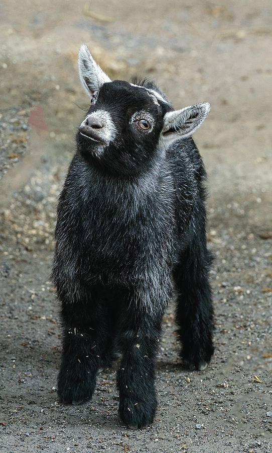 Pygmy Goat Kid Looking Up Photograph by William Bitman