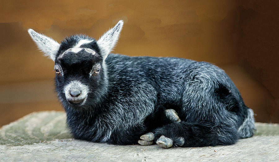 Pygmy Goat Kid Portrait Photograph by William Bitman