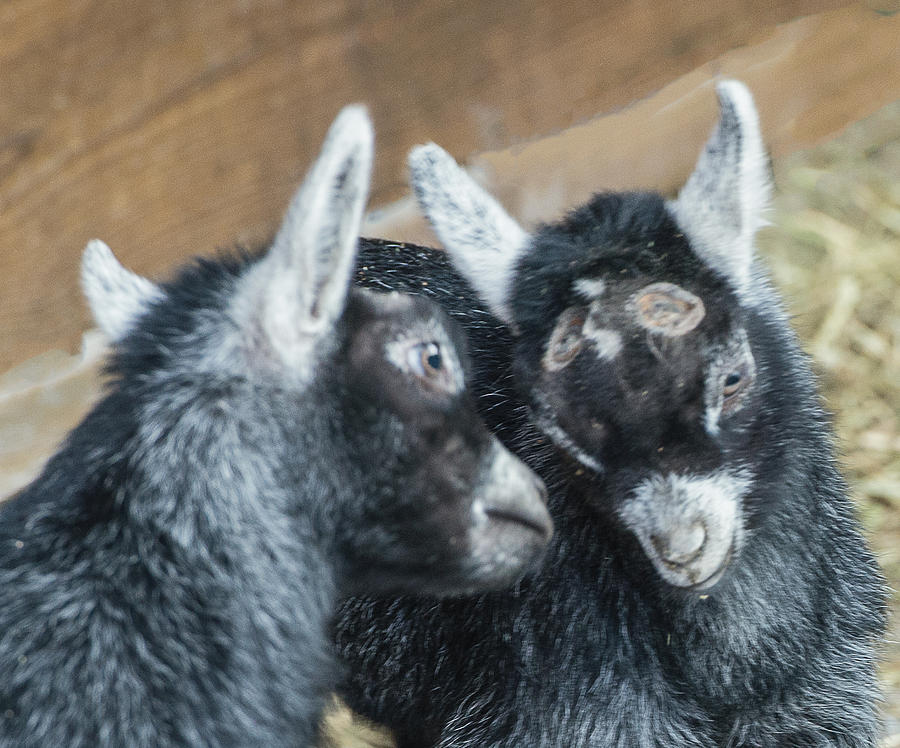 Pygmy Goat Kid Siblings Butting Heads Photograph by William Bitman