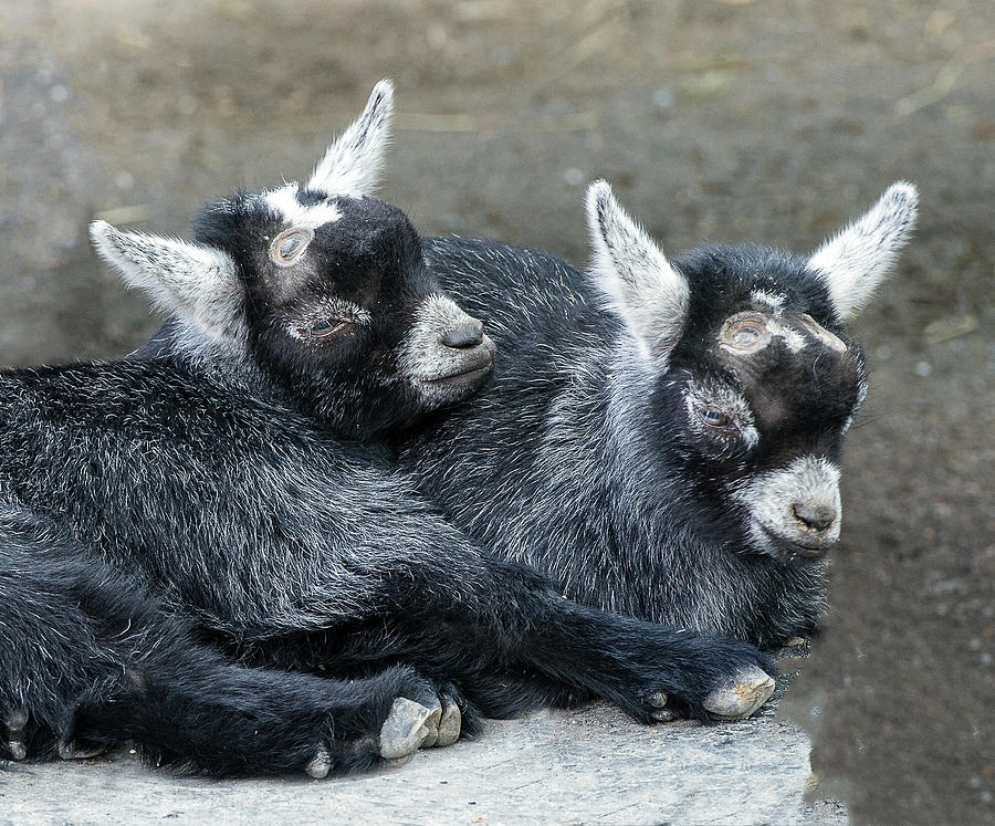 Pygmy Goat Kid Siblings Photograph by William Bitman