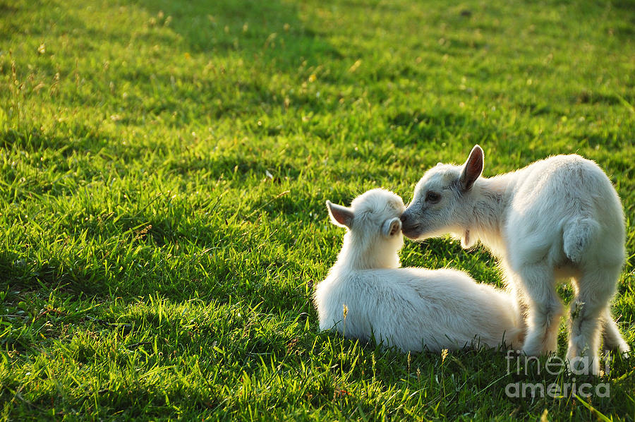 Pygmy Goat Kid Twins Photograph by Thomas R Fletcher